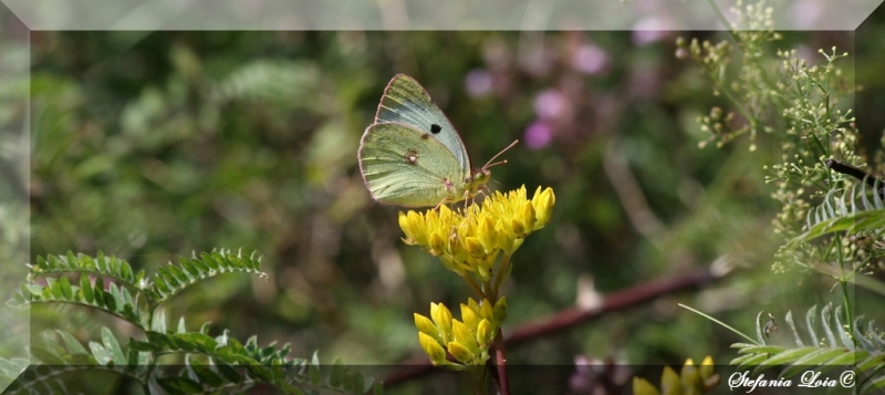 Colias psicomone?